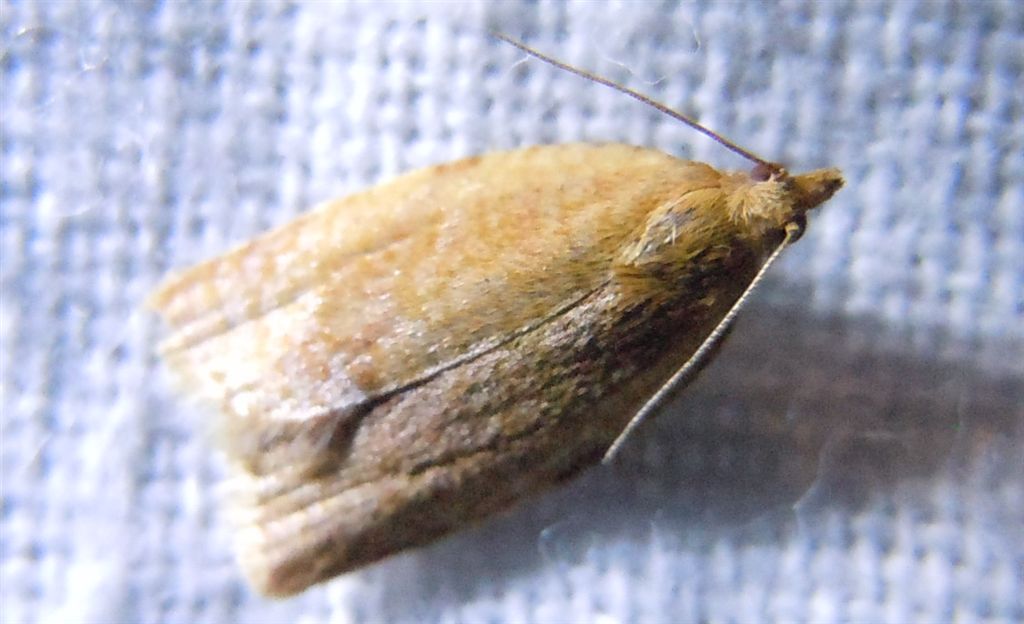 Tortricidae